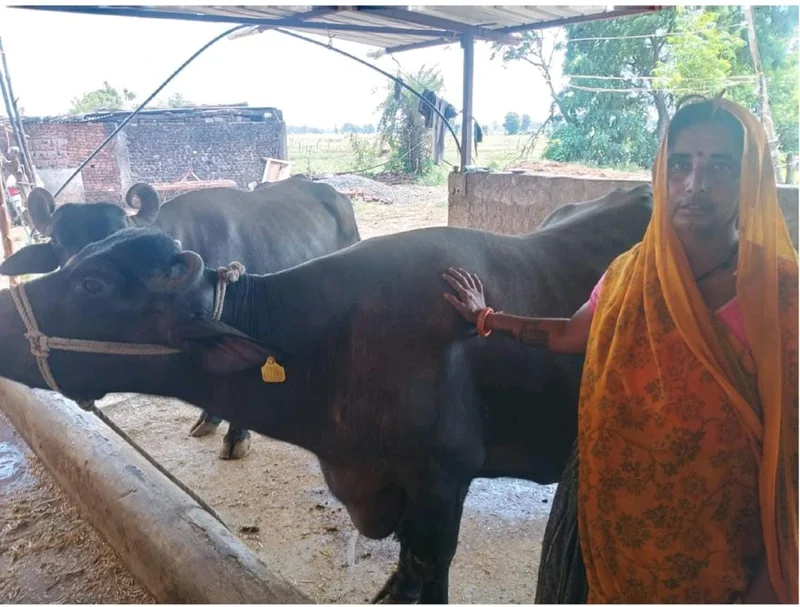 मुख्यमंत्री डेयरी प्लस योजना से श्रीमती रसुम बाई की आय में वृद्धि