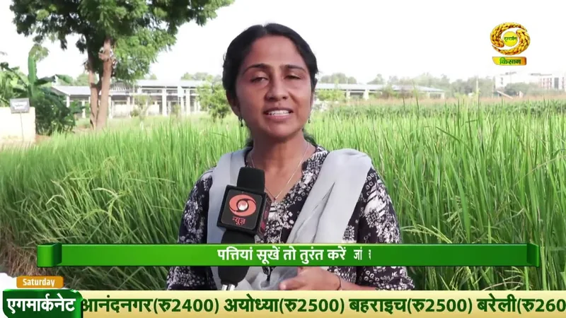 धान की खेती को कीट से बचाने के लिए किसान किन बातों का रखें ख्याल